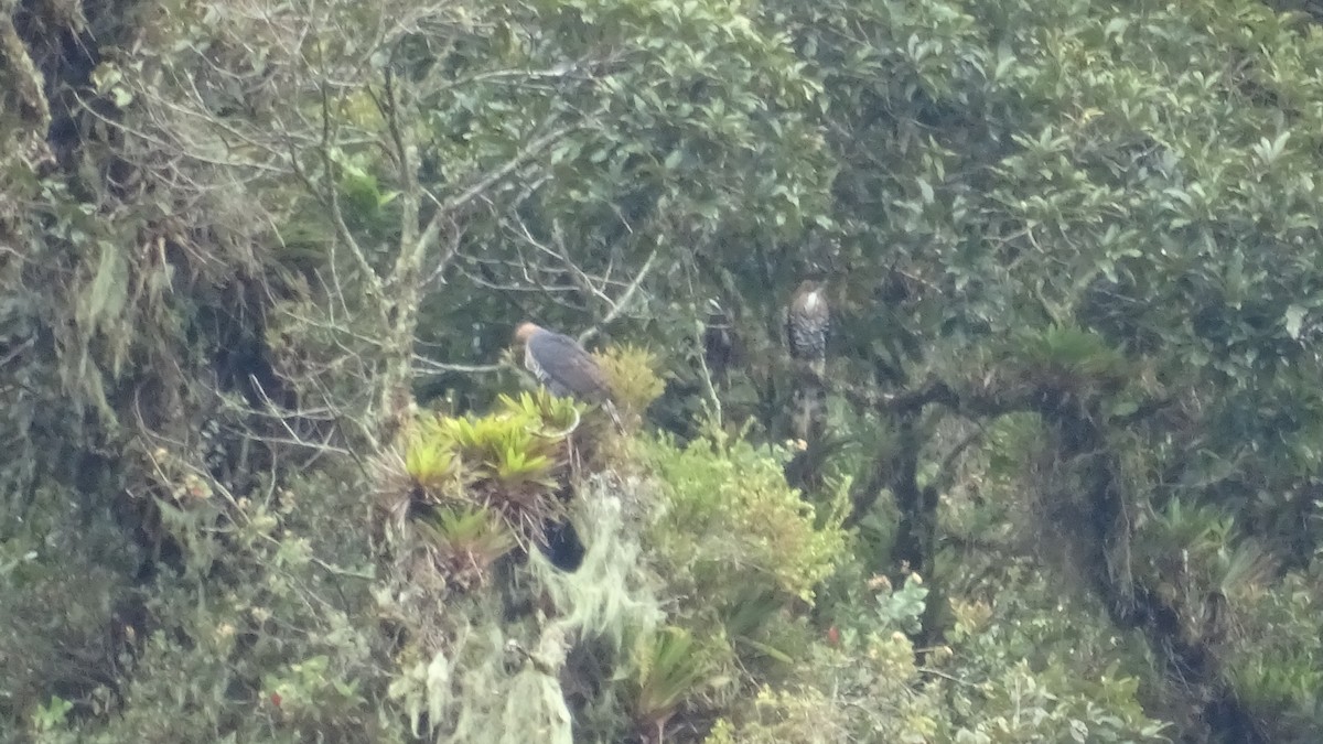 Ornate Hawk-Eagle - ML447683121