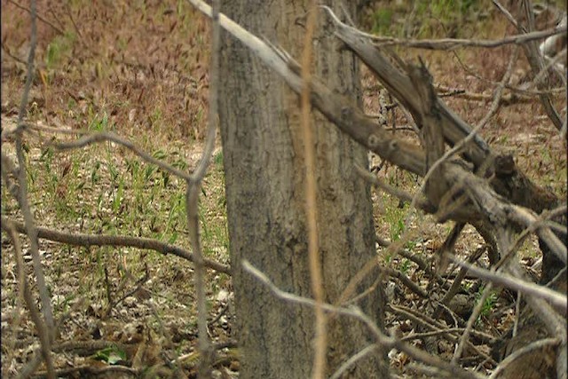 Swainson's Thrush - ML447686