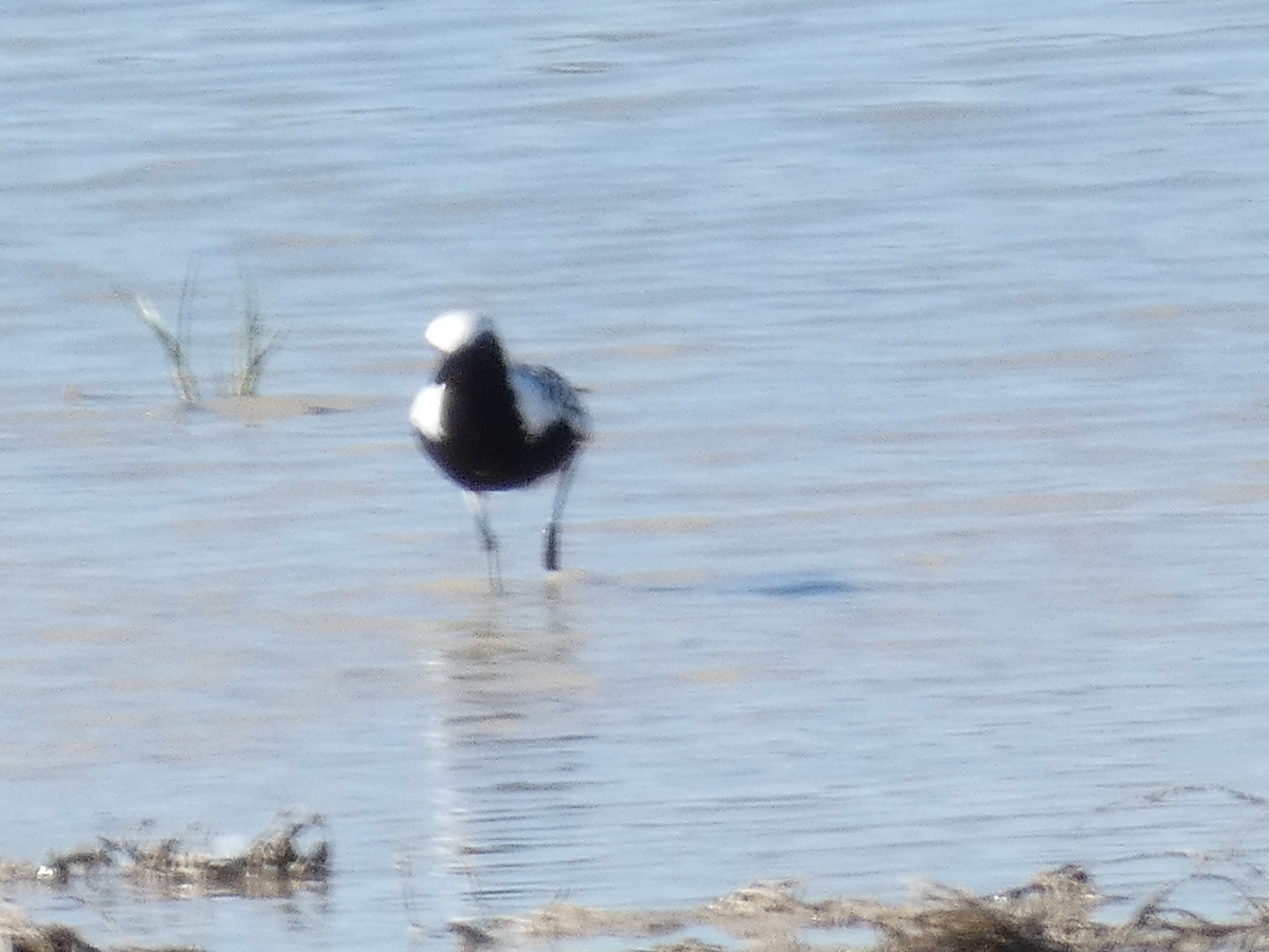 Black-bellied Plover - ML447686741