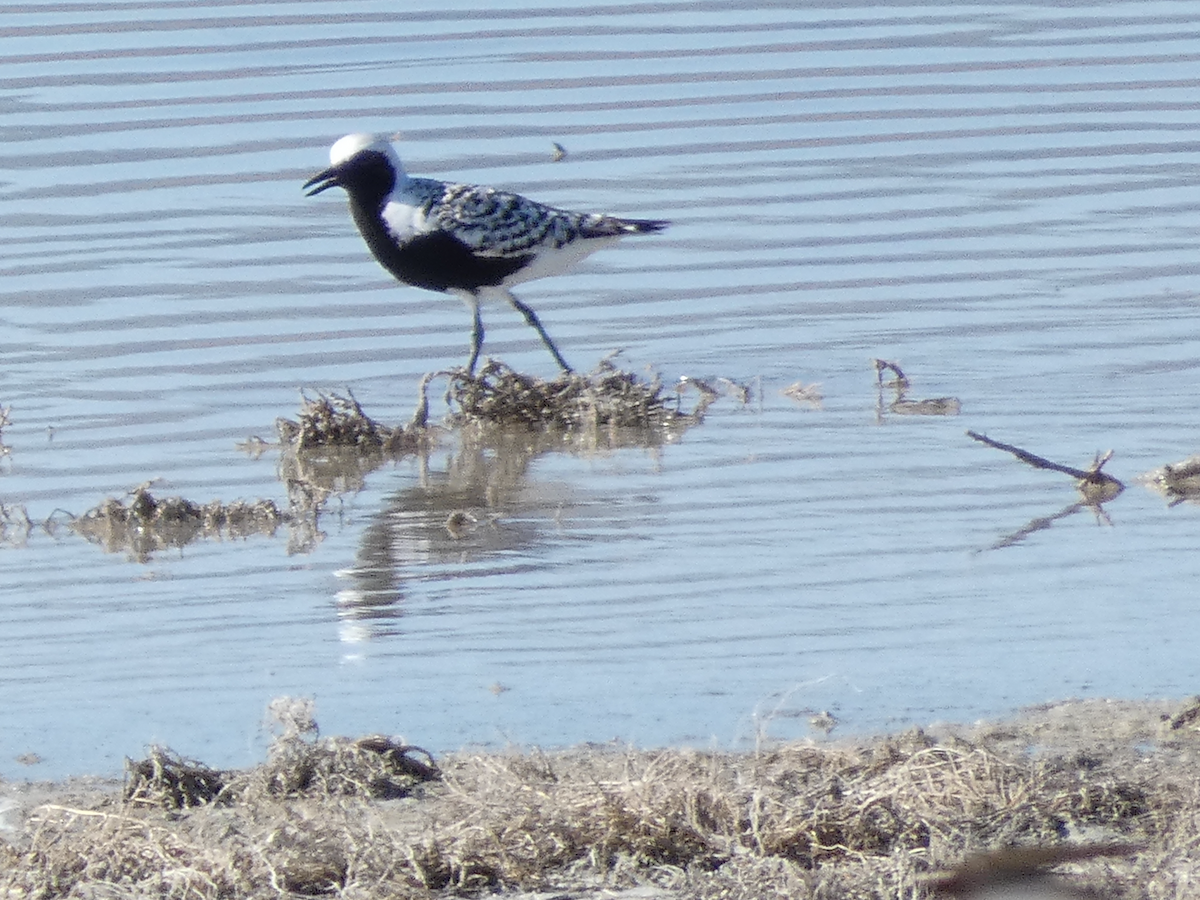 Black-bellied Plover - ML447686751