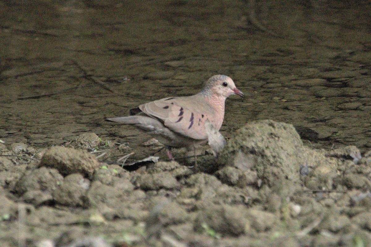 Common Ground Dove - Troy Hibbitts