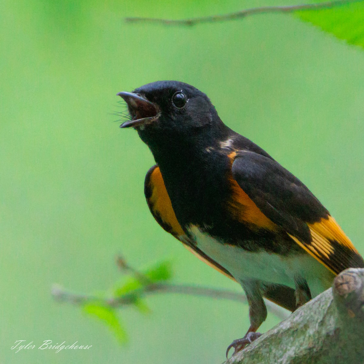 American Redstart - ML447688411