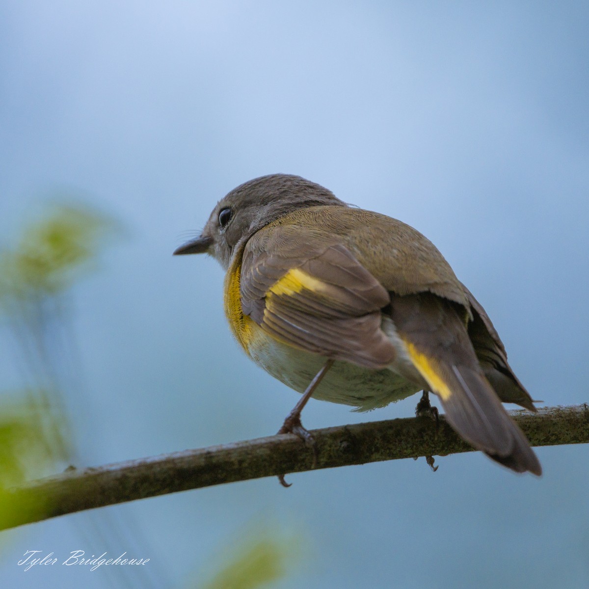 American Redstart - ML447688581