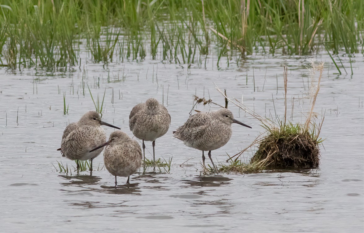 Willet (Western) - ML447689631