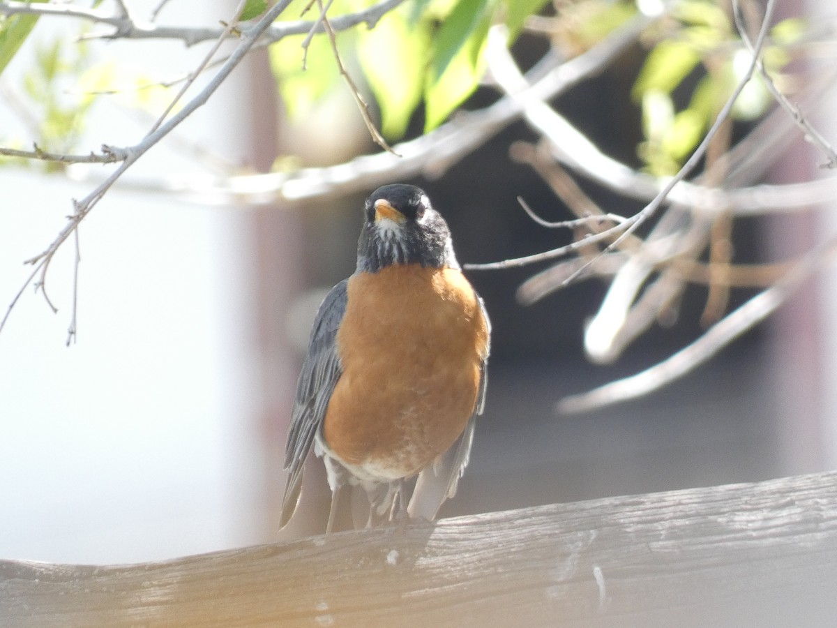 American Robin - Carolyn Sanders