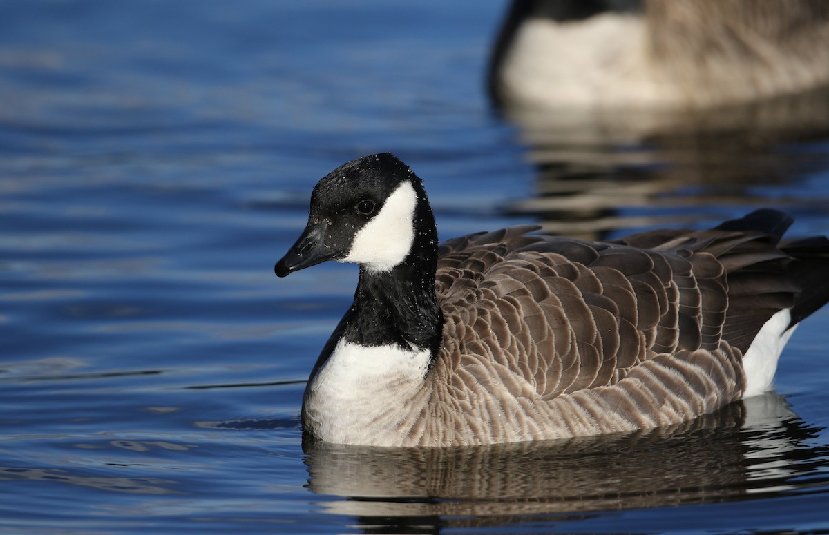 berneška malá (ssp. hutchinsii) - ML44769161