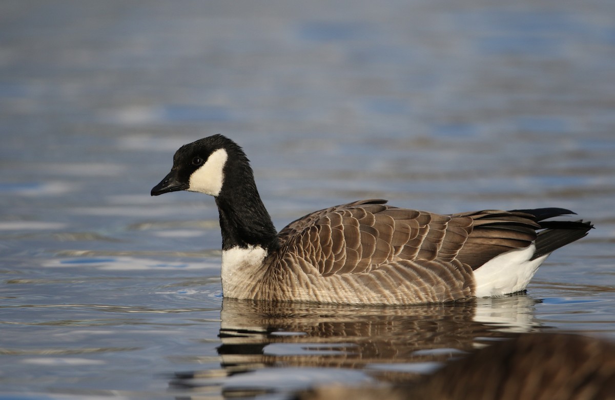 Cackling Goose (Richardson's) - Jay McGowan