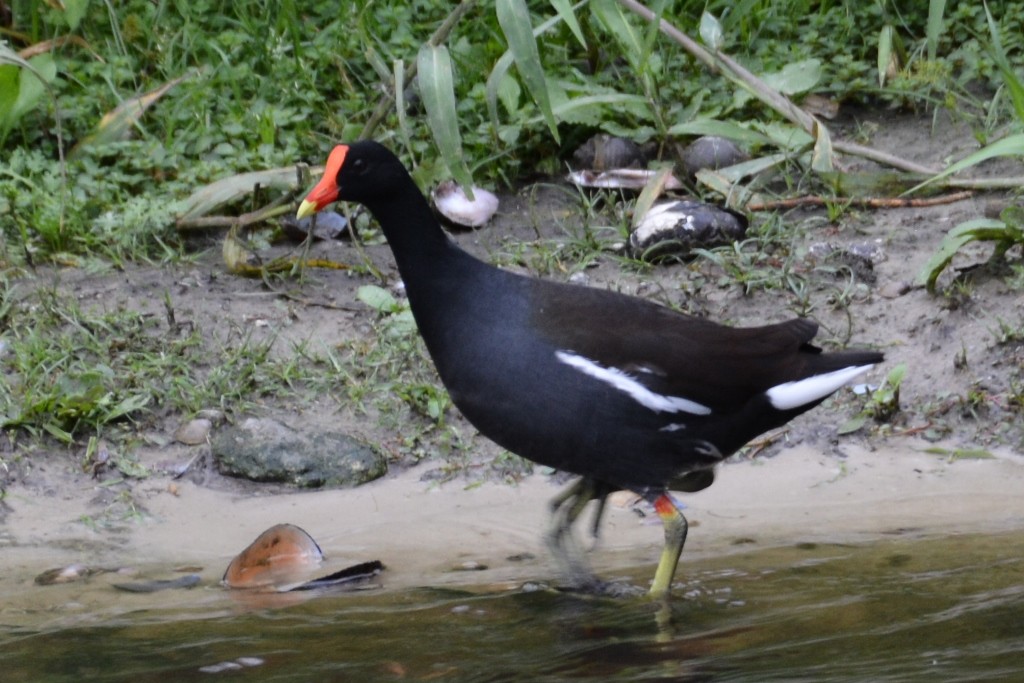 Common Gallinule - ML44769411