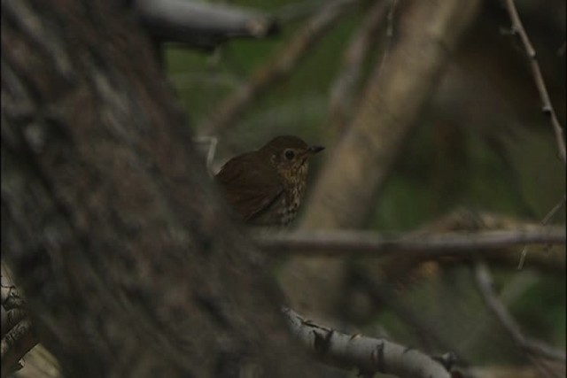 Swainson's Thrush (Russet-backed) - ML447695