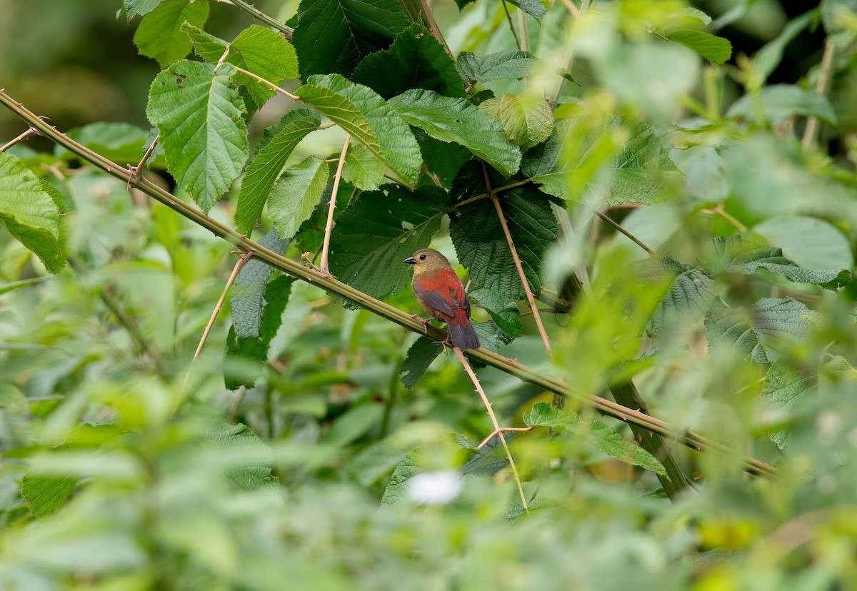 Abyssinian Crimsonwing - Shailesh Pinto