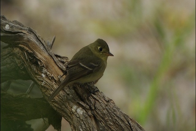 Western Flycatcher (Pacific-slope) - ML447696