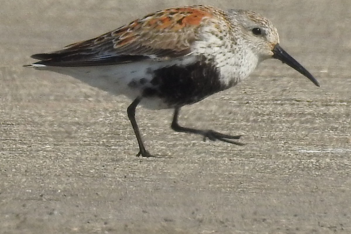 Dunlin - ML447696431