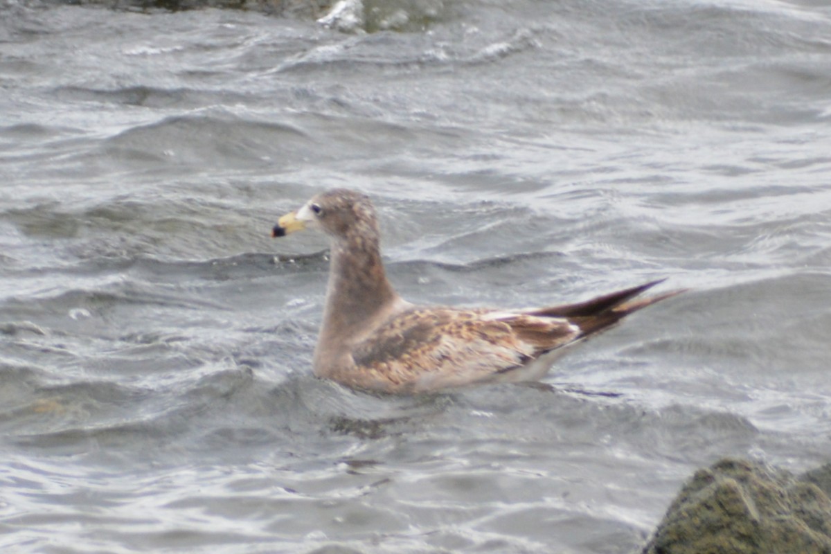 Olrog's Gull - ML447696581