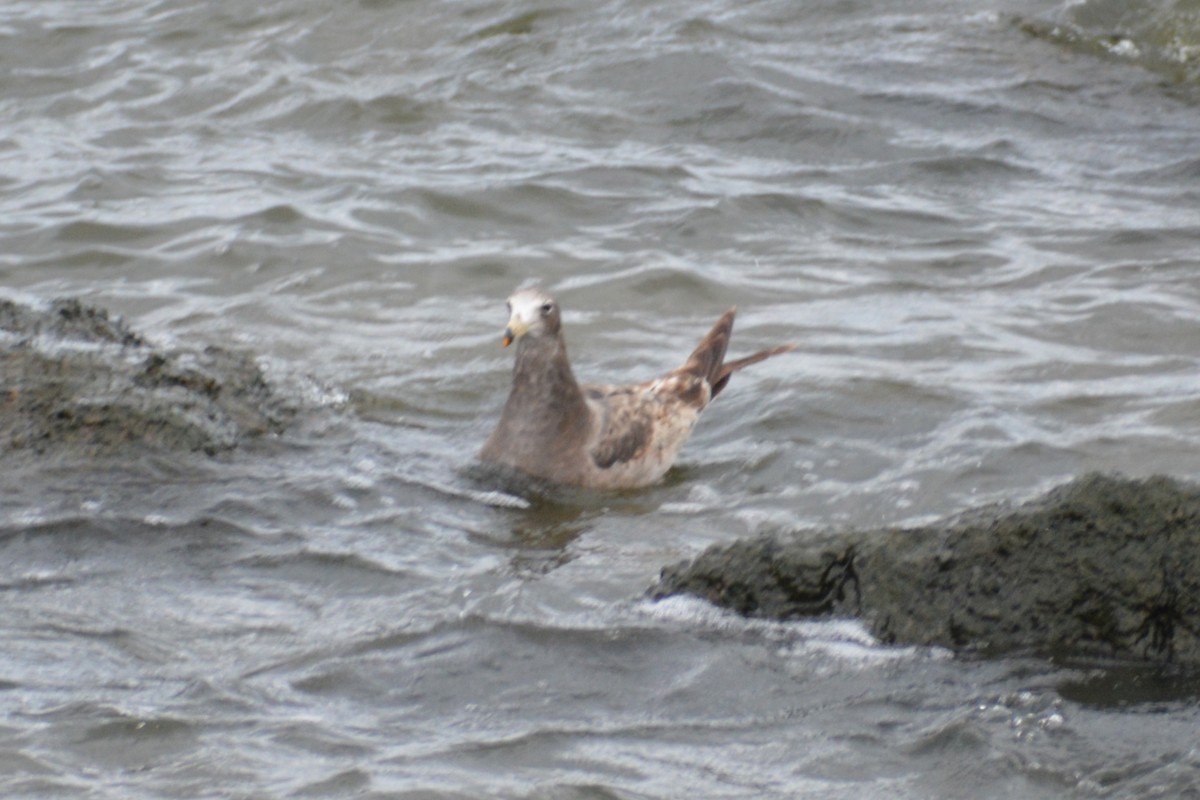 Olrog's Gull - ML447696591