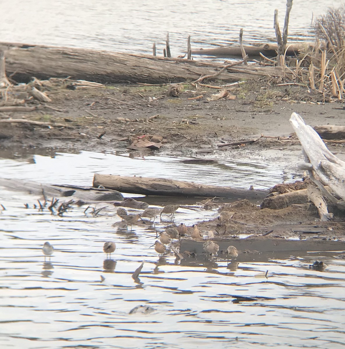 Short-billed Dowitcher - ML447697201