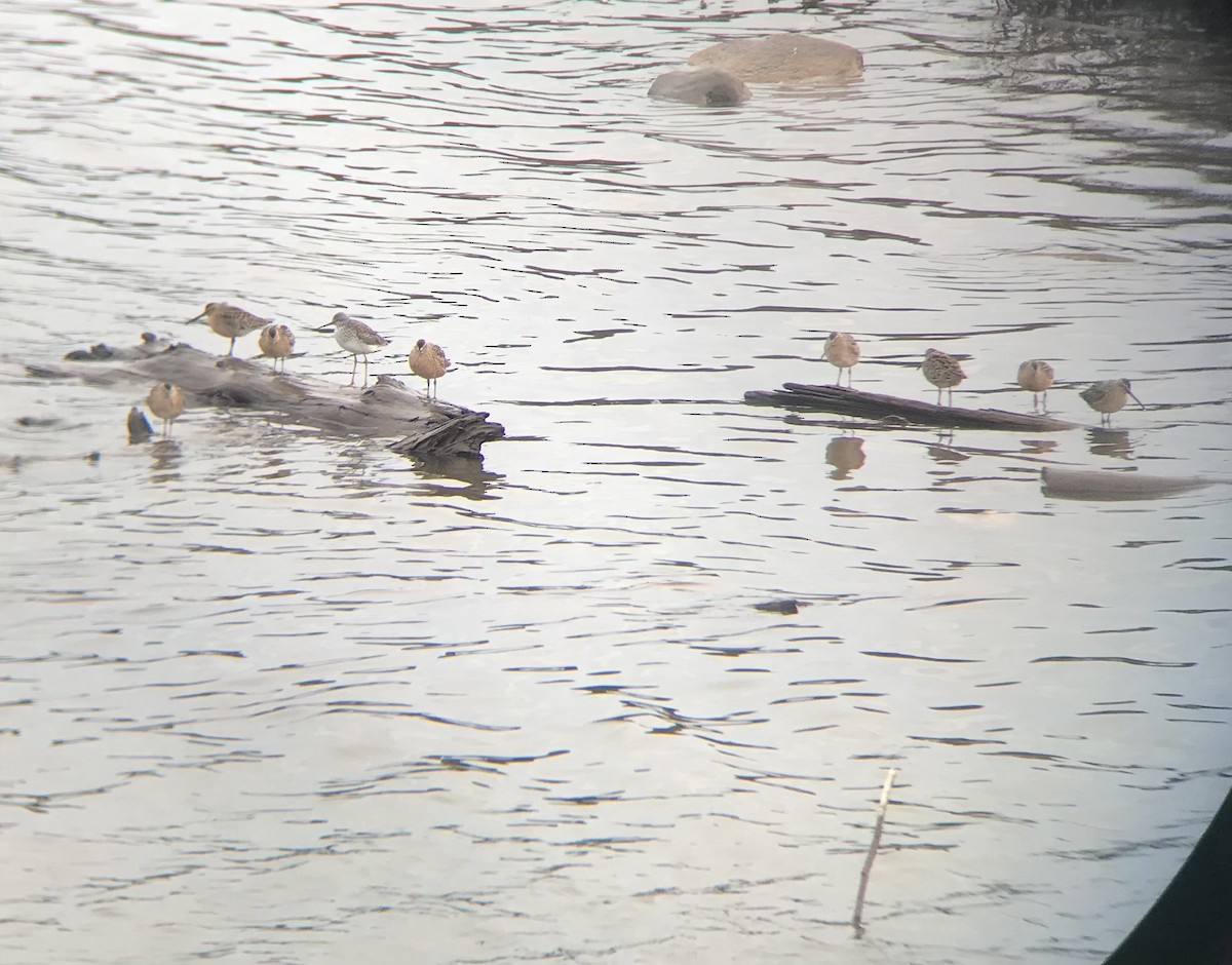 Short-billed Dowitcher - ML447697221