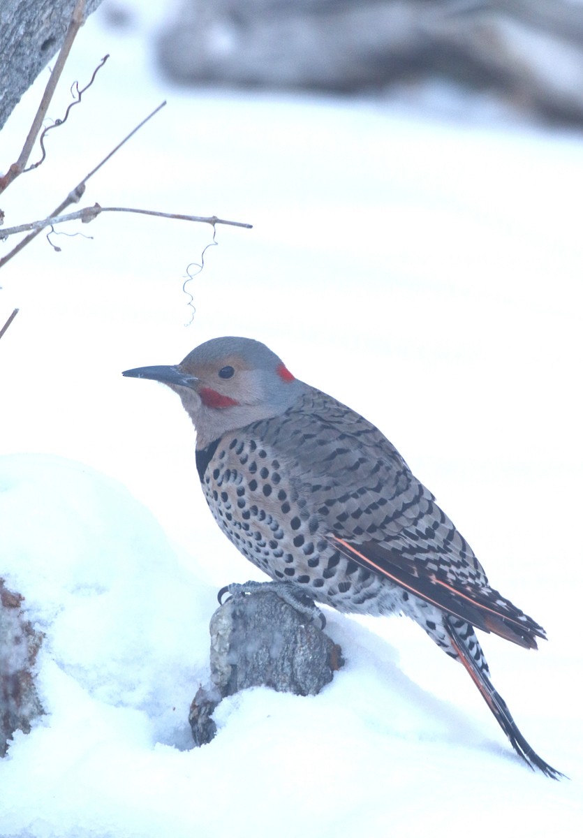 Northern Flicker (Yellow-shafted x Red-shafted) - ML44769771