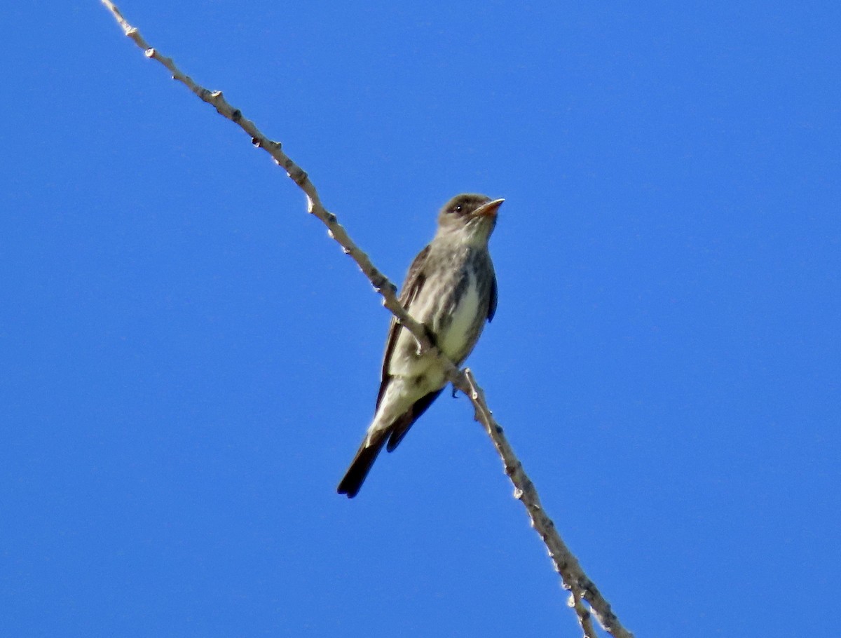 Olive-sided Flycatcher - ML447698251