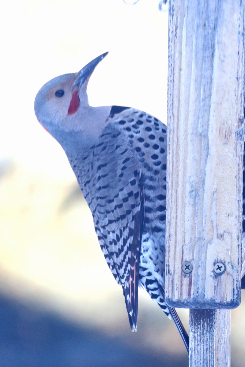 Northern Flicker (Yellow-shafted x Red-shafted) - ML44769871