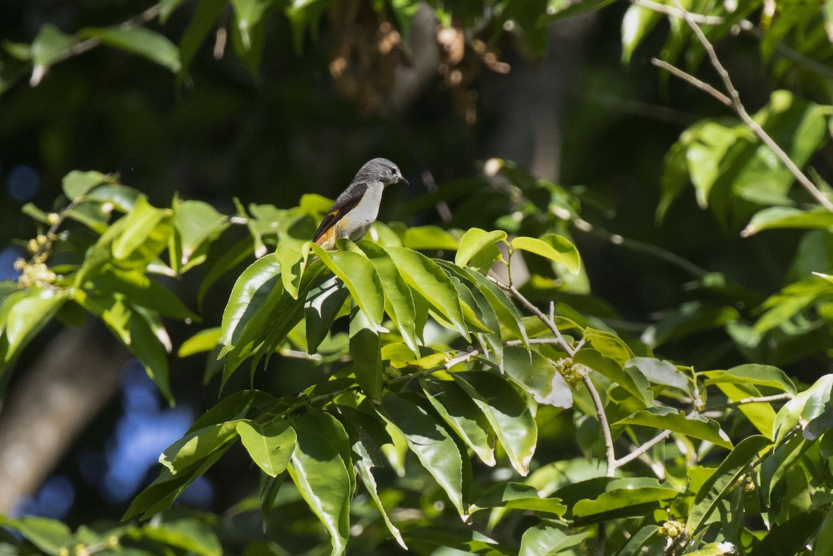 Small Minivet - Kristof Zyskowski