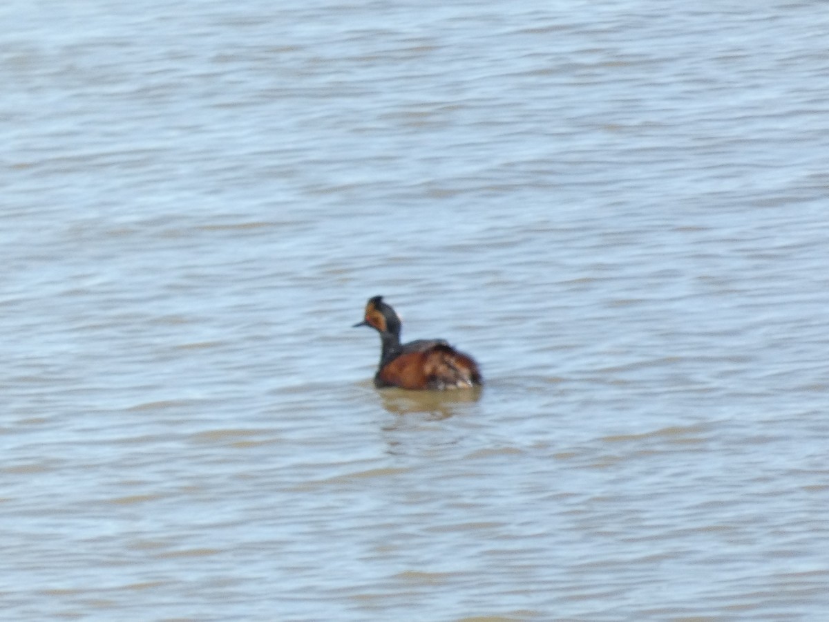 Eared Grebe - ML447700361