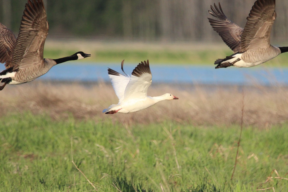 Snow Goose - ML447701371