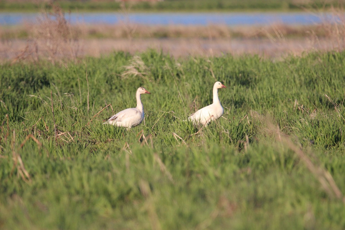 Snow Goose - ML447701381