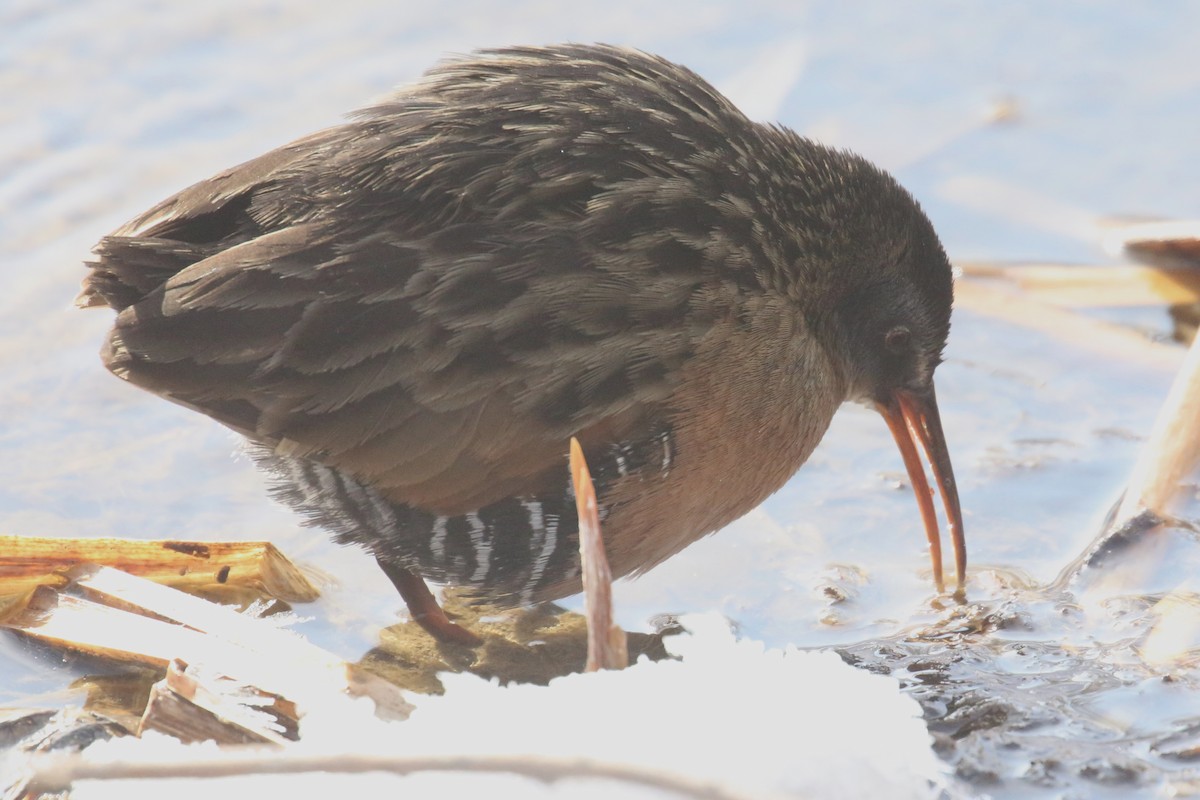 Virginia Rail - ML44770141