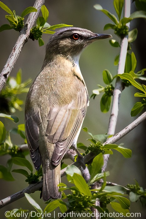 Red-eyed Vireo - ML447701761