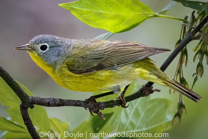 Nashville Warbler - ML447702131