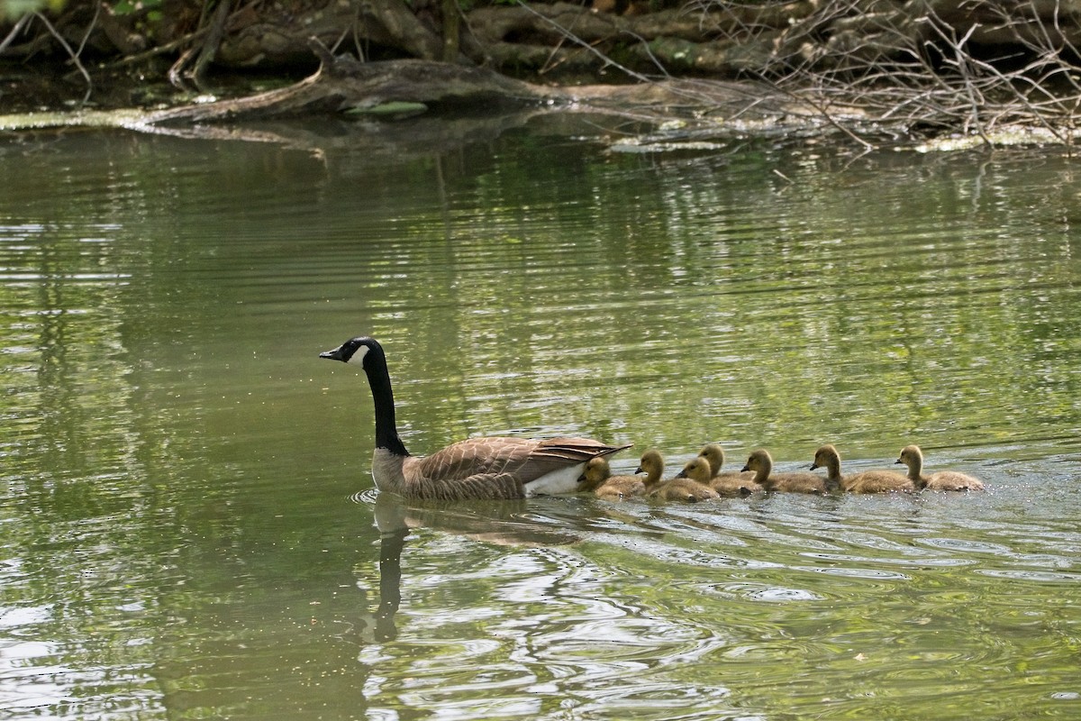 Canada Goose - ML447702531