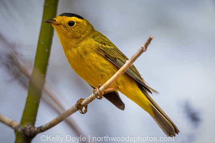 Wilson's Warbler - ML447702641