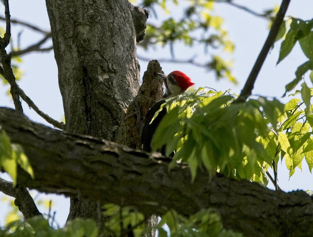 Pileated Woodpecker - ML447702731