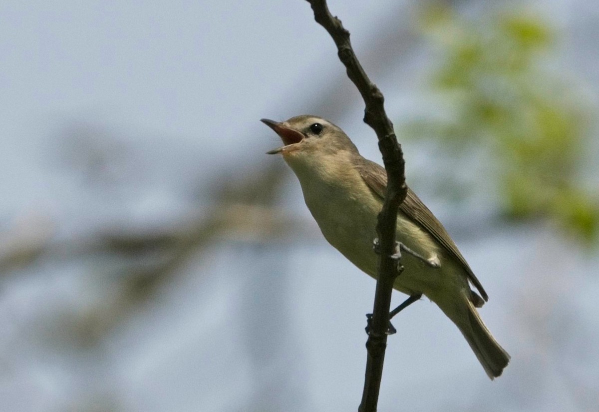 Vireo Gorjeador - ML447702781