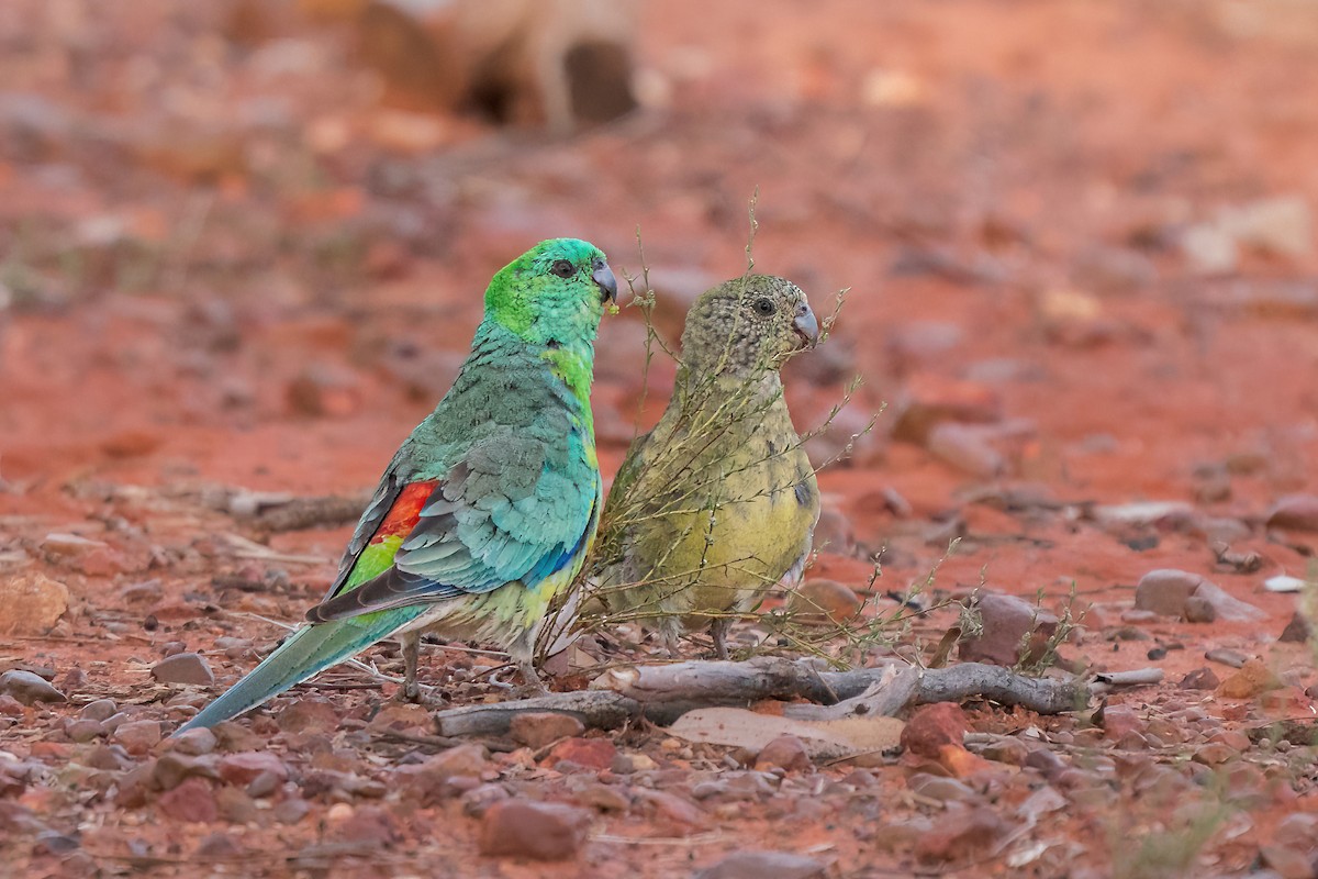Red-rumped Parrot - ML447702871