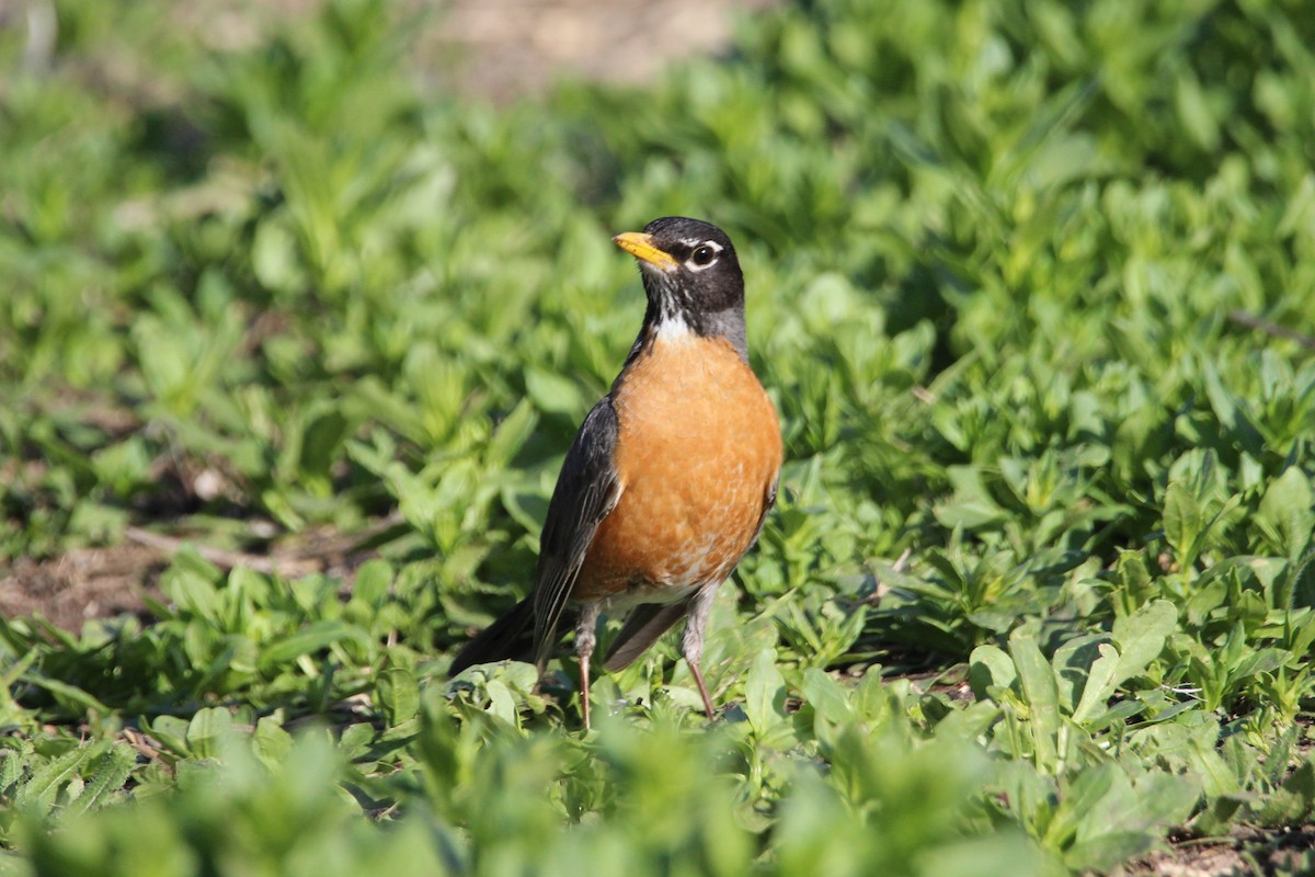 American Robin - Eli Pettis
