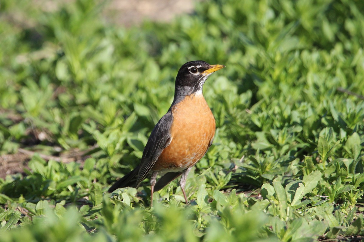 American Robin - Eli Pettis