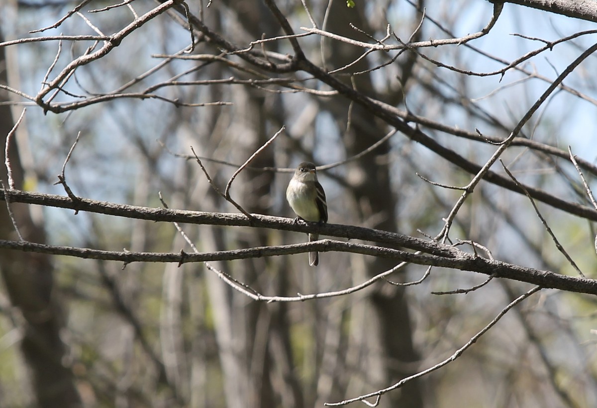 Least Flycatcher - ML447704701