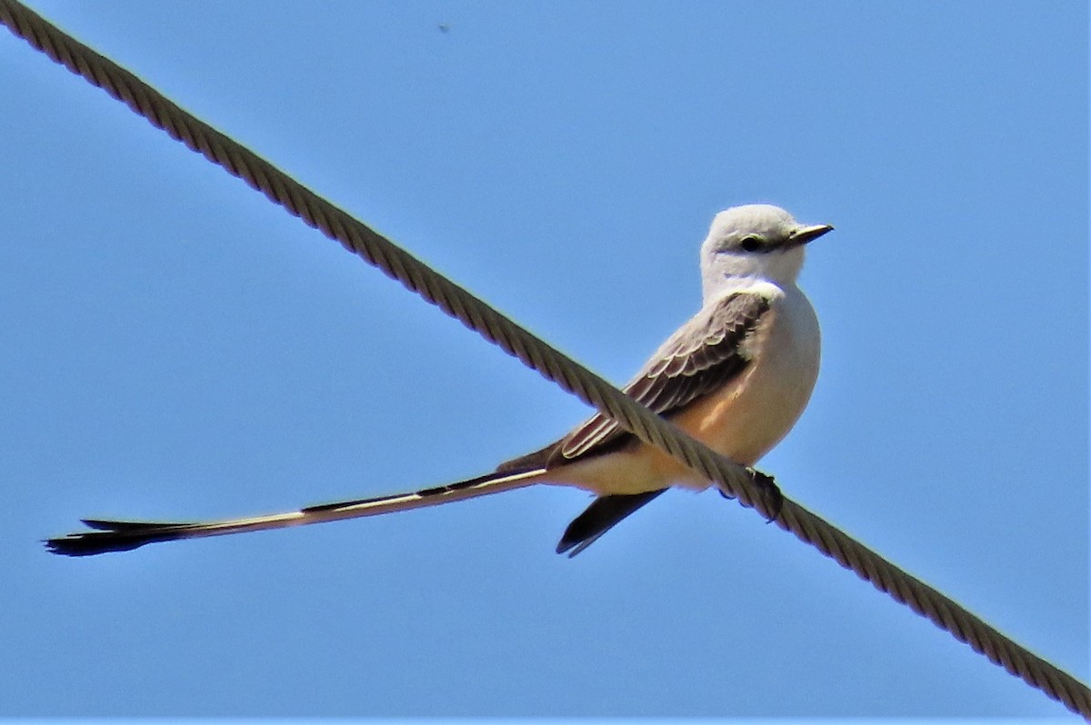 Scissor-tailed Flycatcher - ML447704991