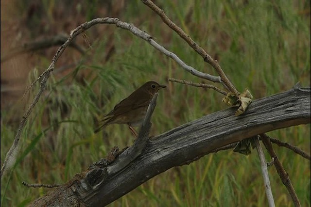 Swainson's Thrush - ML447705