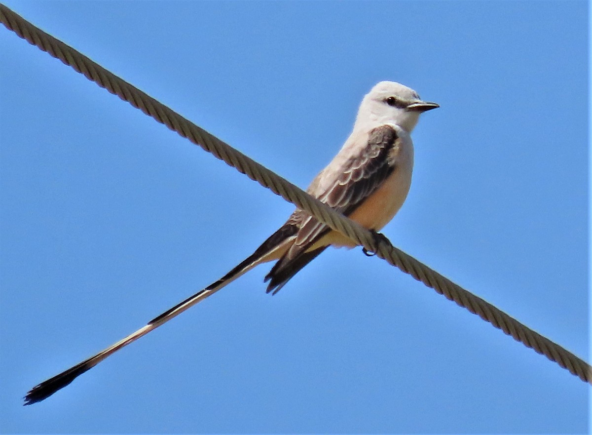 Scissor-tailed Flycatcher - ML447705031