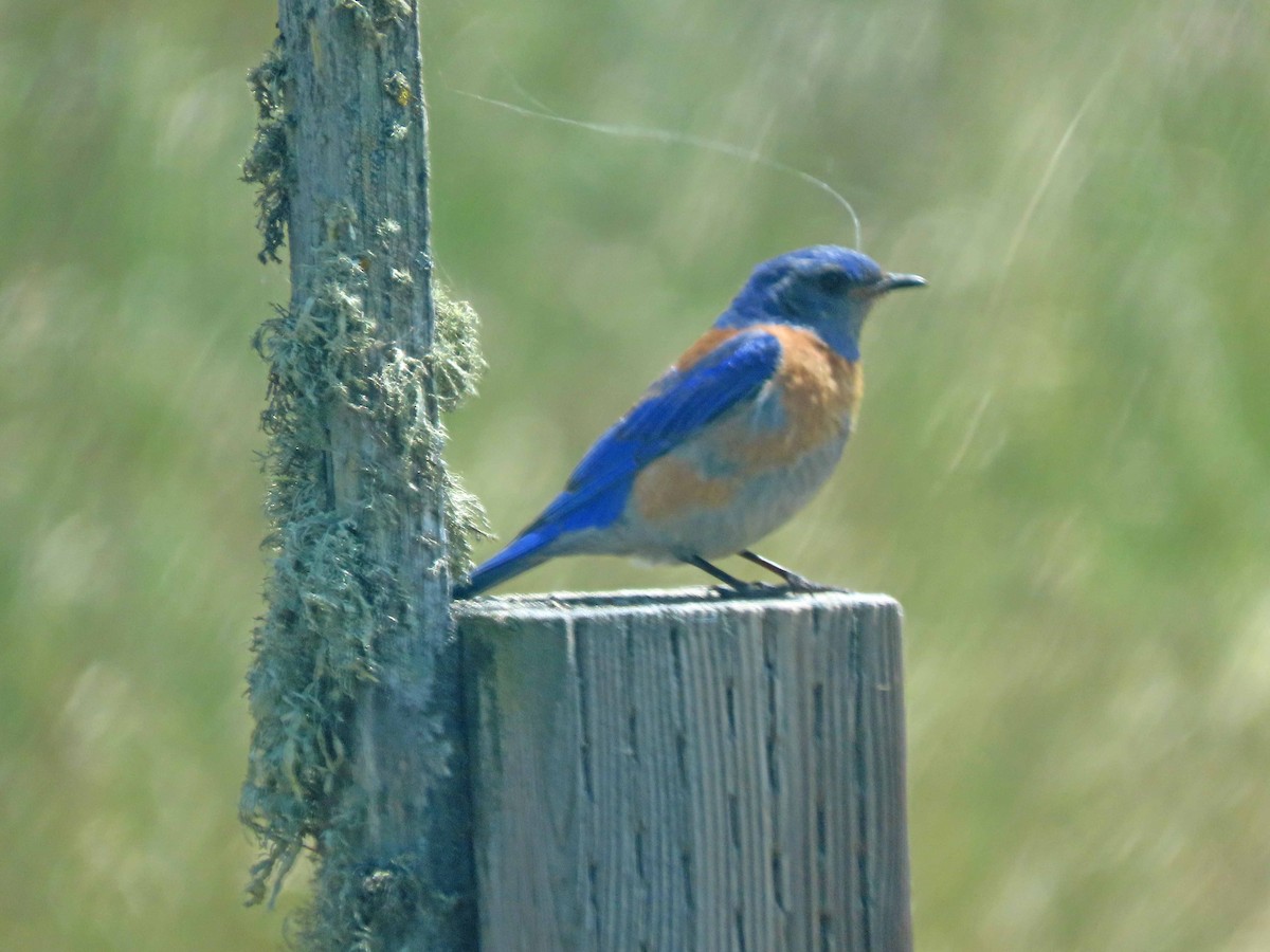 Western Bluebird - ML447705731