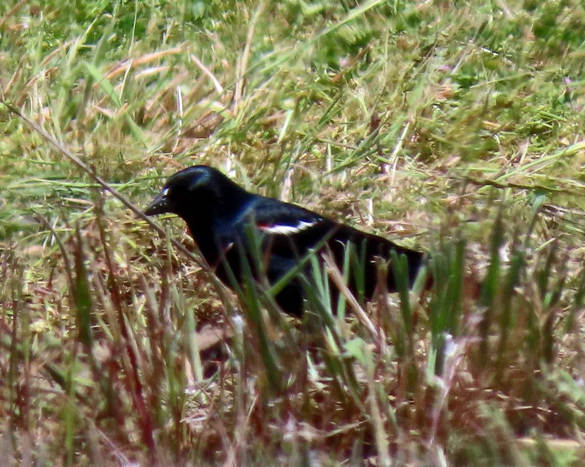 Tricolored Blackbird - ML447705841