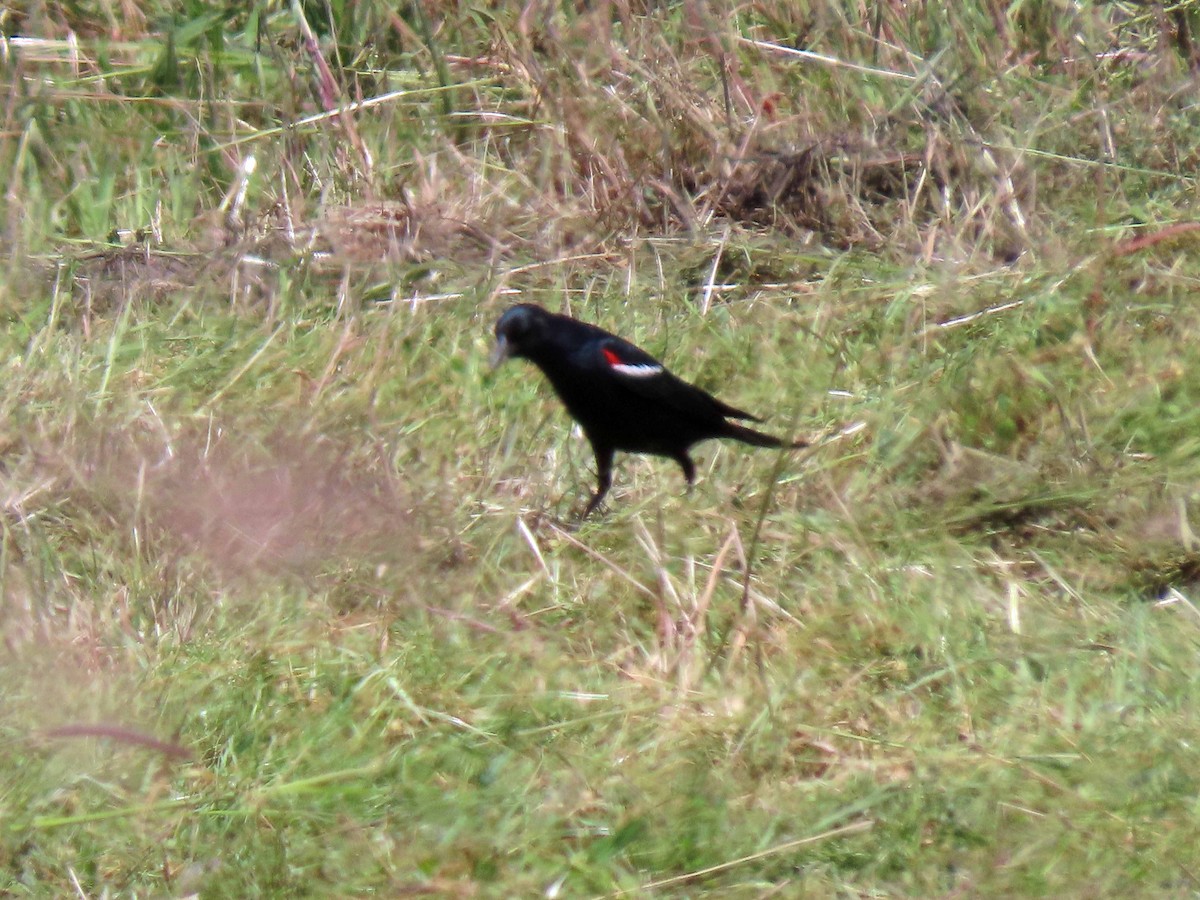 Tricolored Blackbird - ML447705851