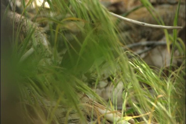 Swainson's Thrush - ML447706