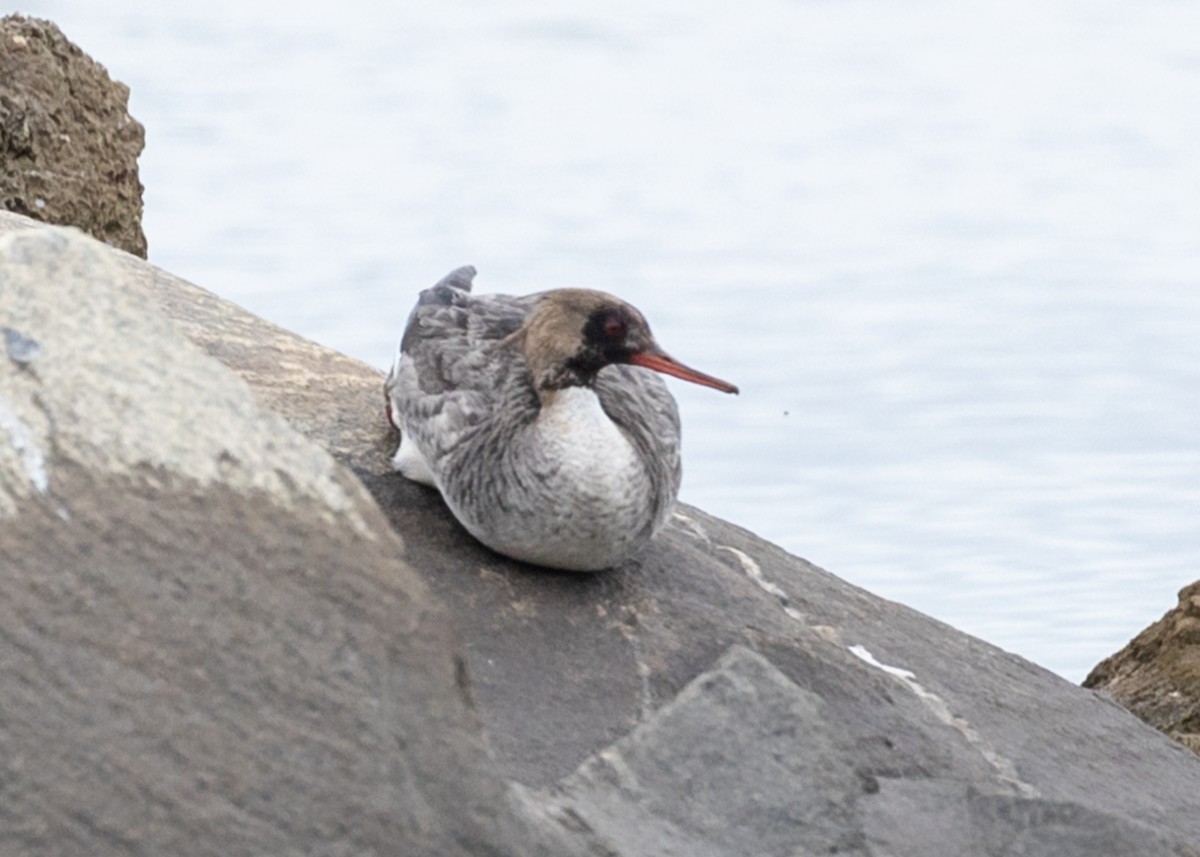 Red-breasted Merganser - ML447707691