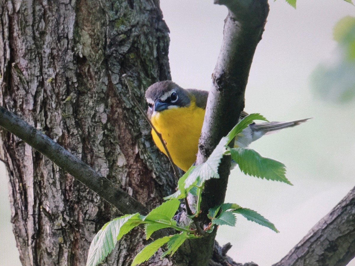 Yellow-breasted Chat - ML447707941