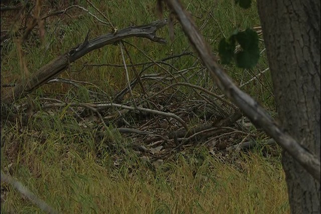 Swainson's Thrush - ML447708