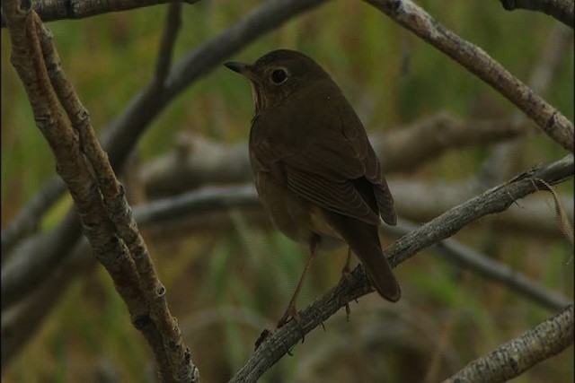 Swainson's Thrush - ML447709