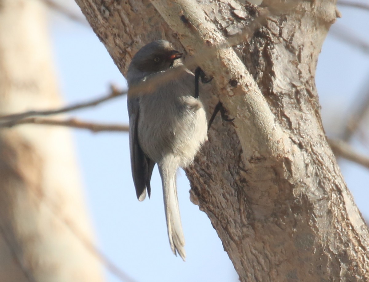 Bushtit - ML44771041